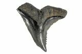 Serrated, Fossil Shark (Hemipristis) Tooth #170427-1